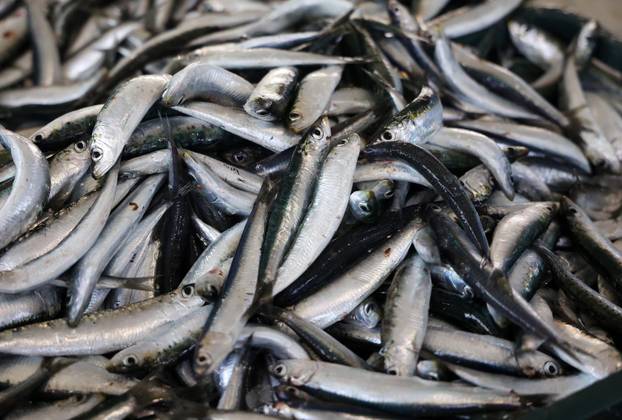 Šibenik: Bogata ponuda u šibenskoj ribarnici