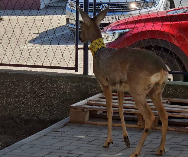 GALERIJA Psi izgrizli srnu u Zadru, veterinari su je zbrinuli: Možda će trebati na operaciju