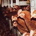 Spasimo hrvatsku proizvodnju jaja i hrvatske farmere!