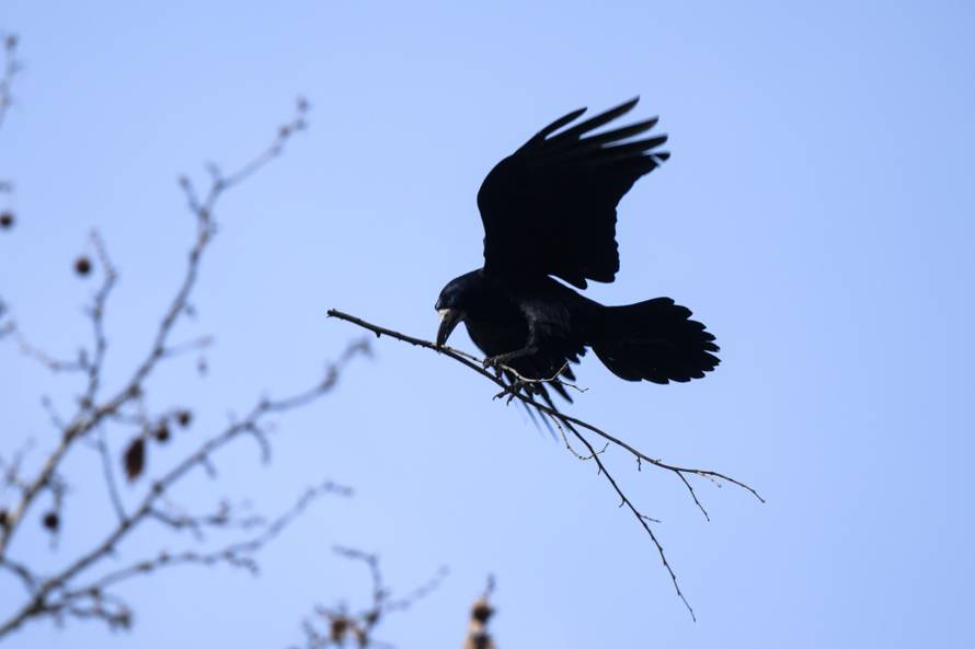 24sata Zagreb: Stanari zgrade u Španskom koji se žale da imaju desetak gnijezda vrana