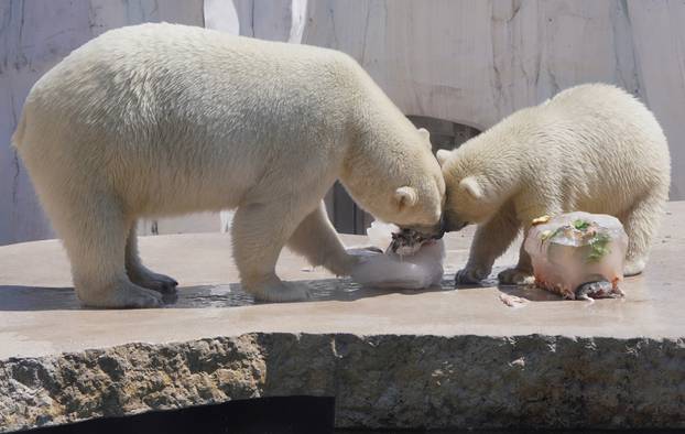 Medvjedi uživaju u poslasticama u Njemačkoj.