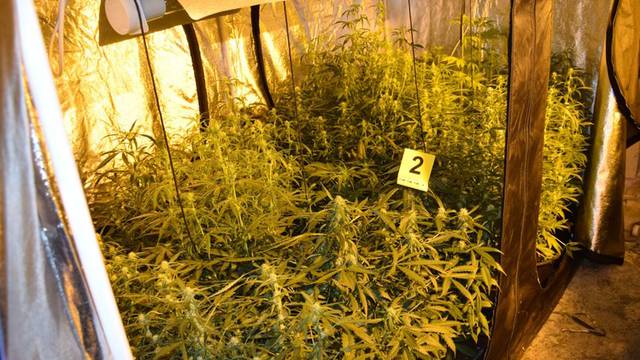 Policija u kući u Donjem Prnjanovcu pronašla laboratorij i 1,6 kilograma marihuane