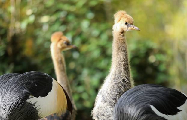 Zagrebački krunati ždralovi predstavljeni javnosti 