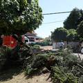 Gradonačelnik Ivan Janković: Najveći problem je urušavanje stabala na kontejnere i stupove