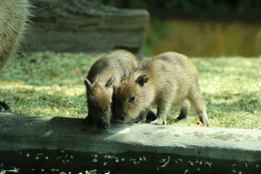 Zoološki vrt grada Zagreba