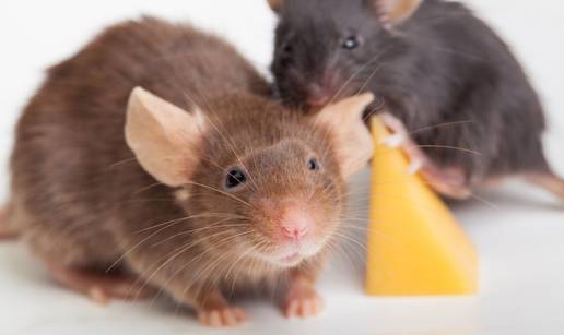 Ne pozivajte štakore na večeru: tajne kako zauvijek otjerati ove nepoželjne goste iz svog doma