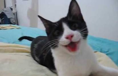 Upoznajte Tifu, luckastu macu koja je patila od krize identiteta
