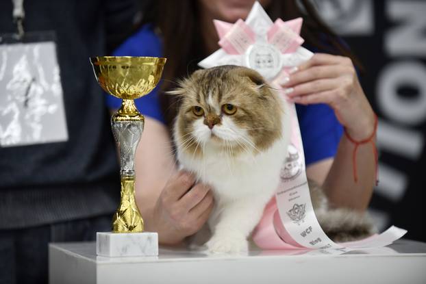 Zagreb: Međunarodna izlozba mačaka privukla brojne posjetitelje u Family Mall