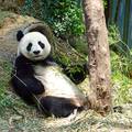 Dvije bebe pande rođene su u francuskom ZOO vrtu Beauval