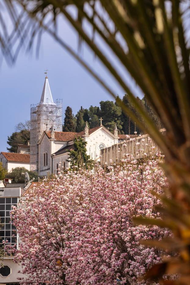 Magnolije u cvatu u Opuzenu