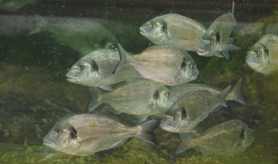 Hrvoje Jelavić/Pixsell