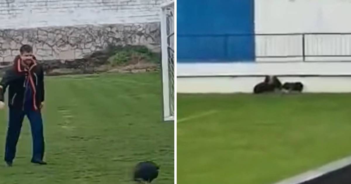 Metkovčani lovili veprove po terenu Metkovčani lovili veprove po terenu