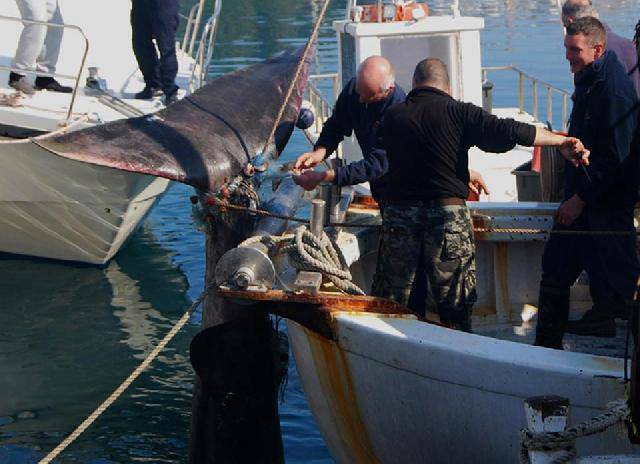 U Istri u ribarsku mrežu ulovili morskog psa dugog 8 metara!