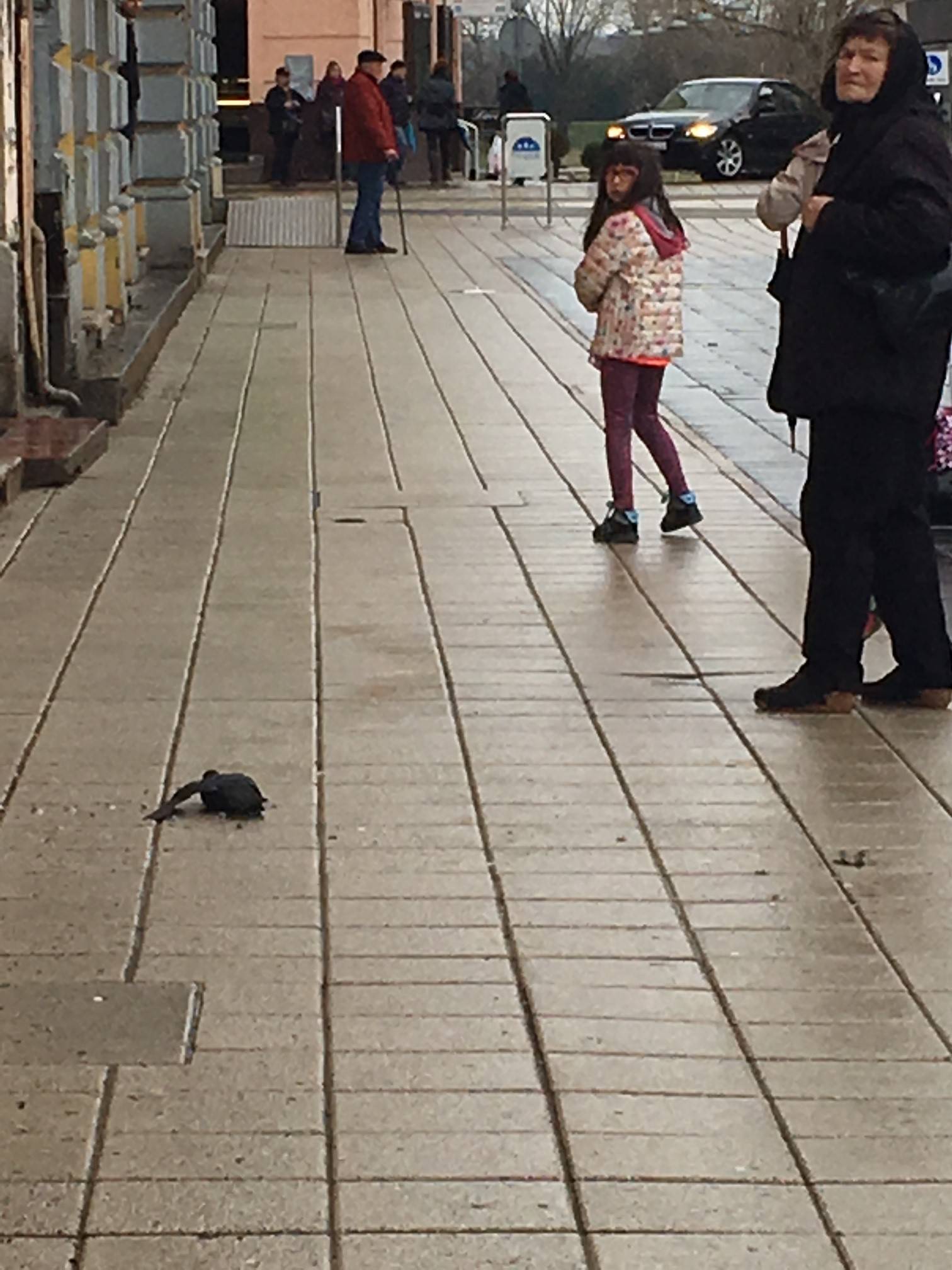 Šok u Osijeku: U cijelom gradu ugibaju golubovi, otrovani su?