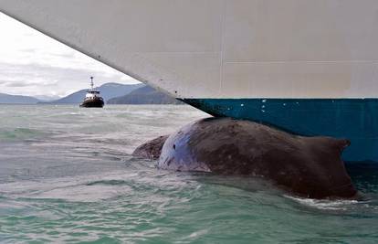 Uginuli grbavi kit zaglavio na pramcu broda na Aljasci