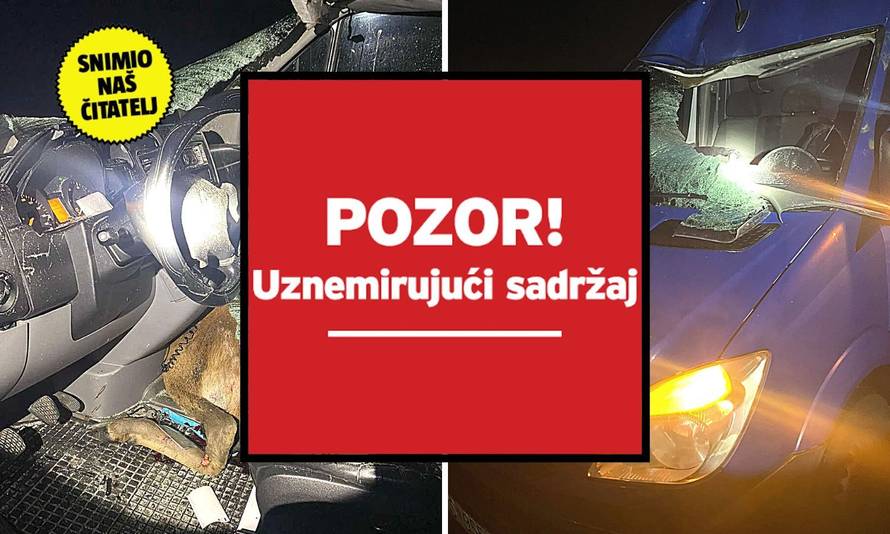 Nesreća kod Daruvara: Jelen mu je proletio kroz šajbu! Udario ga automobil iz suprotnog smjera