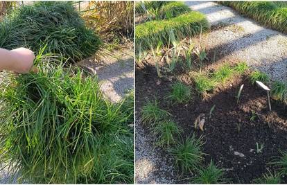 Prodaja viška biljnog materijala iz Botaničkog vrta PMF-a - nude razne biljke visoke kvalitete