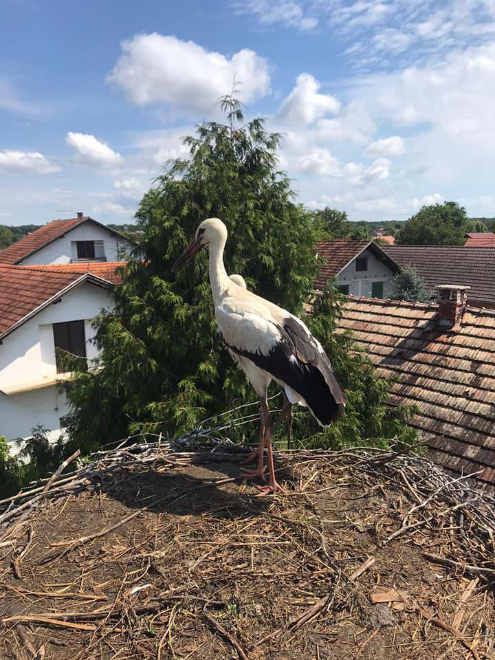 Rode ispale iz gnijezda u mjestu Kuče, vatrogasci su ih spasili...