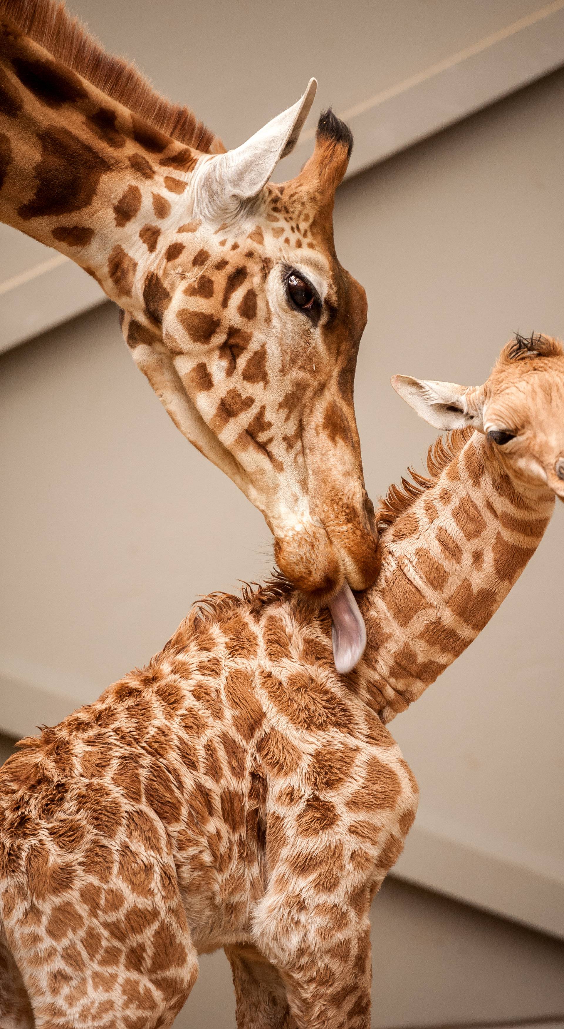 A baby giraffe is pictured next to its mother "Megara" in their enclosure at Planckendael's zoo near Mechelen