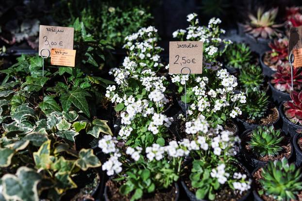 Zagreb: Izložba biljaka Plant market