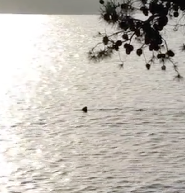 VIDEO Morskog psa snimili kod obale u Medulinu i u Pomeru