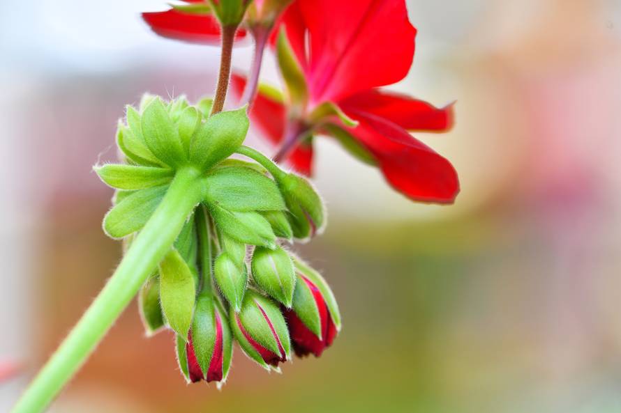 Floraart: Sadnice cvijeća od 2 kune, a za 25 mini vrt u posudi