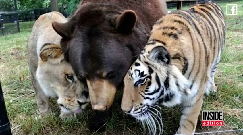 Uginuo lav Leo, a njegovi su prijatelji tigar i medo tužni