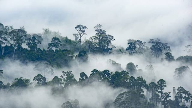 Deforestation and wildlife in Borneo