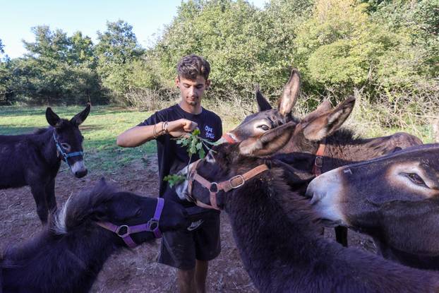 Vodnjan: Za Naj kozu 2025. godine izabrana je koza Jelena, vlasnika Mattea Muškovića 