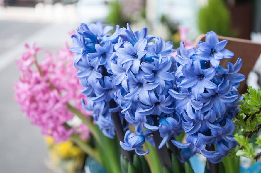 Mirisne zumbule poduprite drvenim štapićem da budu ravni