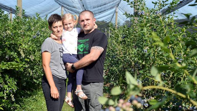 Obiteljski biznis: 'Proizvedemo četiri tone ekoloških borovnica'