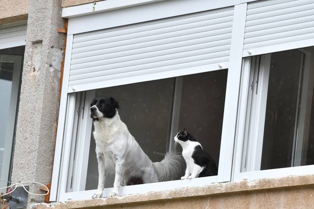 Šibenik: Kada ?e prestati kiša, pitaju se pas i ma?ka strpljivo gledaju?i kroz prozor