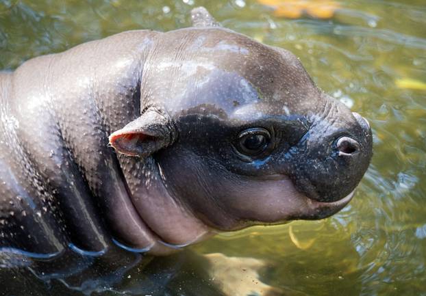 EXCLUSIVE: Move over Moo Deng! Adorable baby pygmy hippo Lololi stealing the spotlight