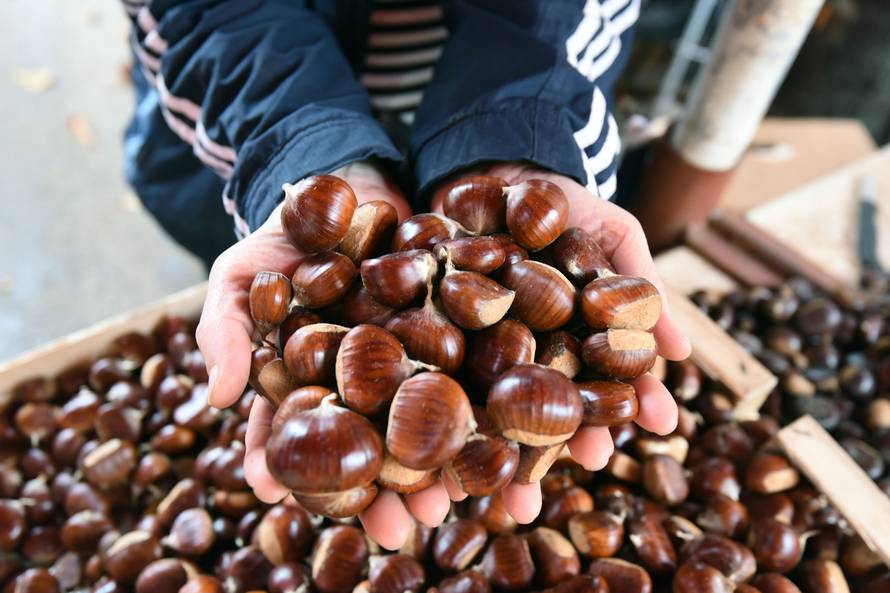 Bogatstvo jesenskih plodova na dohvatu ruke: Šipak, orah, žir, planika, žižula, kesten, glog...