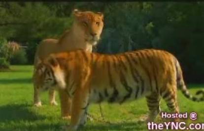 Ligar - križanac tigrice i lava je najveća mačka