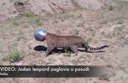 Glavo luda: Pogledajte što se dogodilo jadnom leopardu