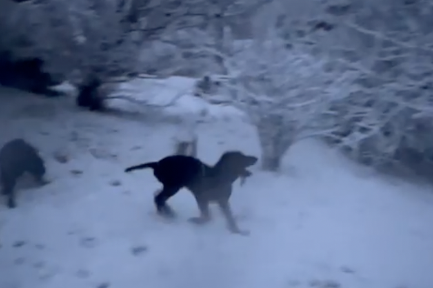 pogledajte kako tromjesečno štene prvi put u zivotu hoda po snijegu