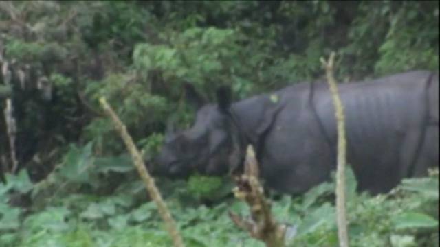 Podivljali nosorog ušao u grad i napao ljude, ubio jednu ženu