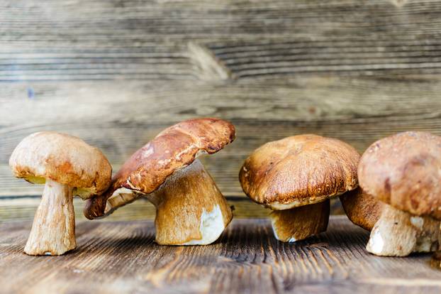 Placer white wild mushrooms