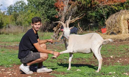 FOTO Ovo je Jelena - Matteova koza iz Istre koje je proglašena za Miss 2025. godine