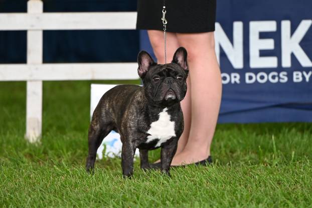 FOTO Neodoljive su njuškice ovih dana blistale u Karlovcu