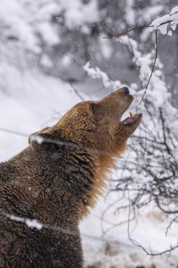 Medvjedi u Kuterevu uživaju u snijegu, zimski san još će malo pričekati