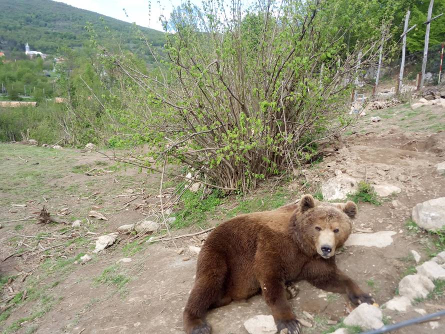 Mladi medo u Kuterevu nakon doručka odmorio je na travi
