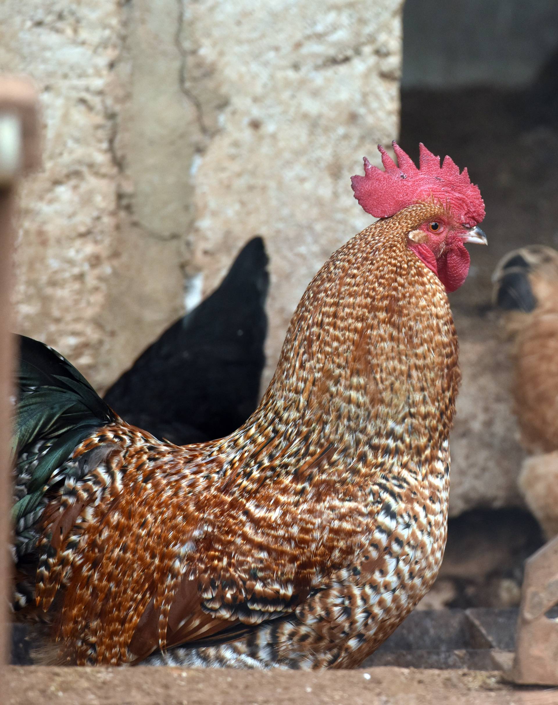 Eutanazirana perad zaražena ptičjom gripom, jaja uništena
