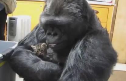 Nježna gorila Koko spasila pa udomila dva mačića 