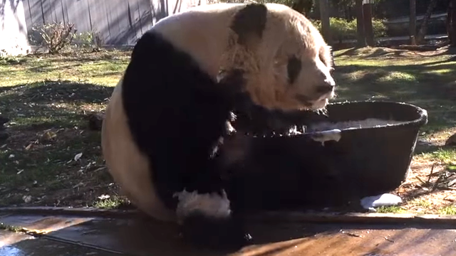 Priznajte, i vi bi ovako: Panda se zaigrano proveselila u kupki