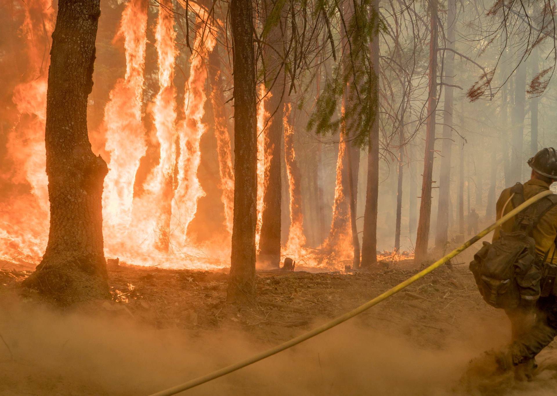 Firefighter fight fire near torching trees as wildfire burns near Yosemite National Park
