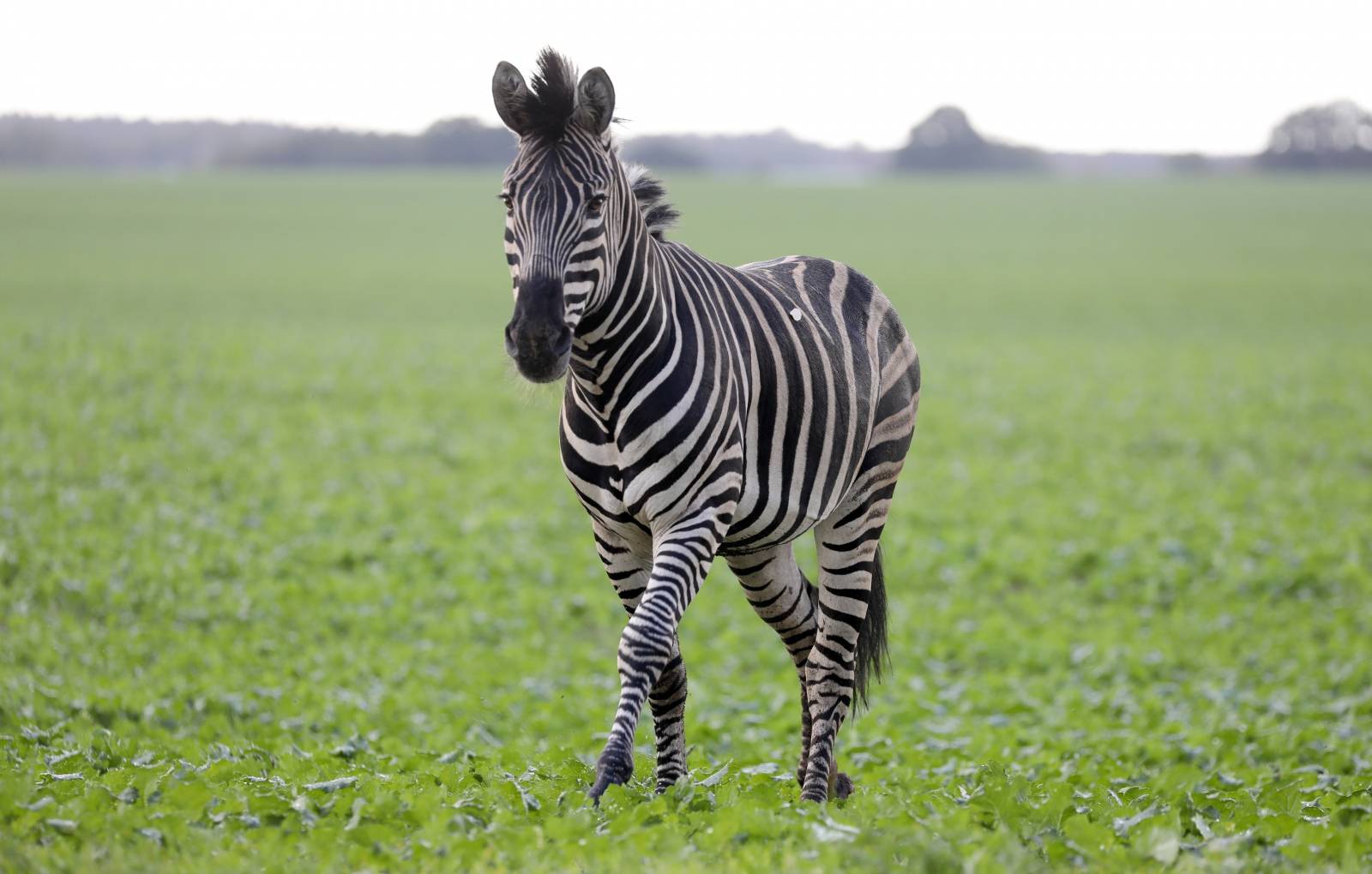 Circus zebras erupted