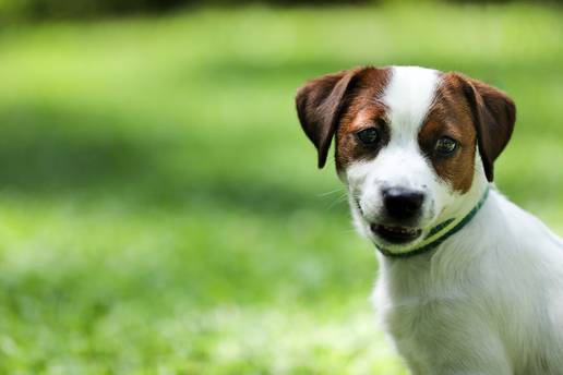 Vlasnik ste pet friendly lokacije u Zagrebu? Javite nam i budite dio naše interaktivne karte