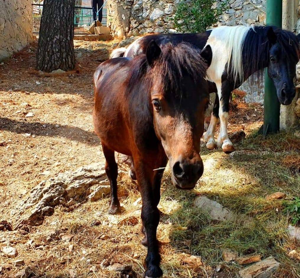 Ovo su poniji i kobila koji su u agoniji uginuli u ZOO-u u Splitu